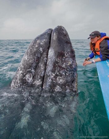 AVISTAMIENTO DE BALLENAS