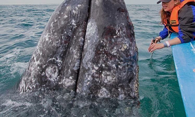 AVISTAMIENTO DE BALLENAS