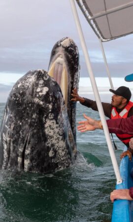 AVISTAMIENTO DE BALLENAS