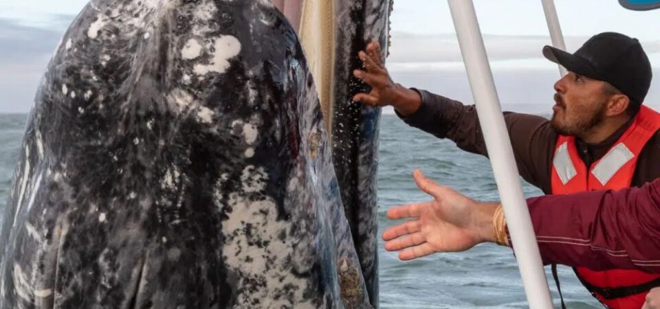 AVISTAMIENTO DE BALLENAS