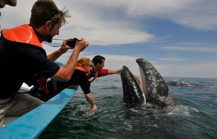 AVISTAMIENTO DE BALLENAS