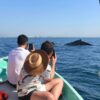 AVISTAMIENTO DE BALLENAS