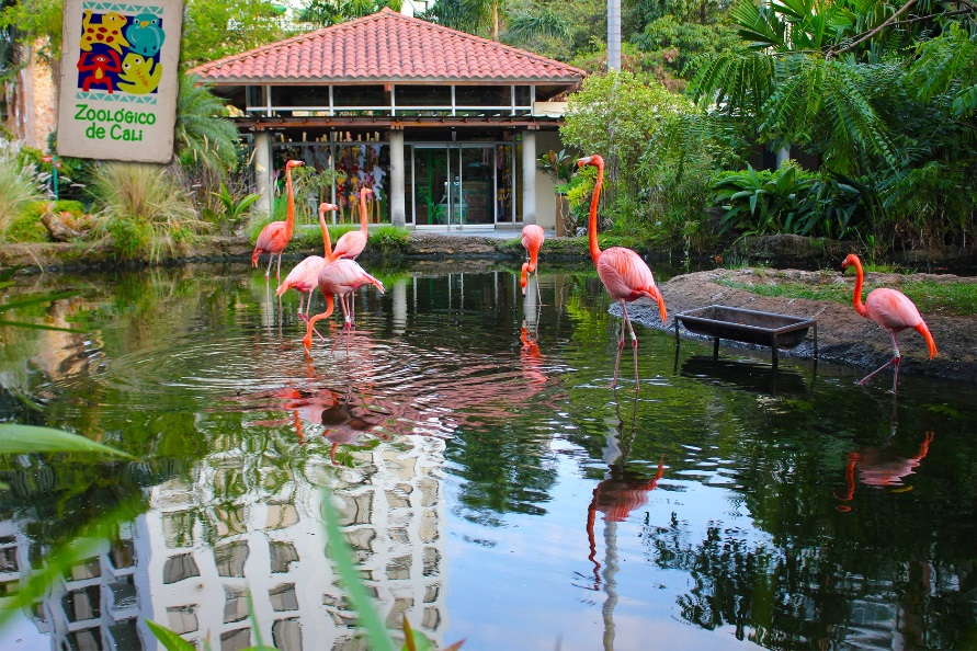 ZOOLOGICO DE CALI