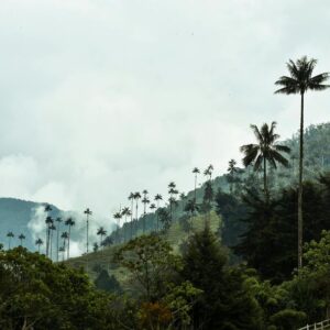 PASANOCHE - PARCHE CAFETERO