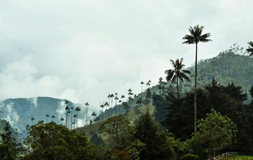 PASANOCHE - PARCHE CAFETERO
