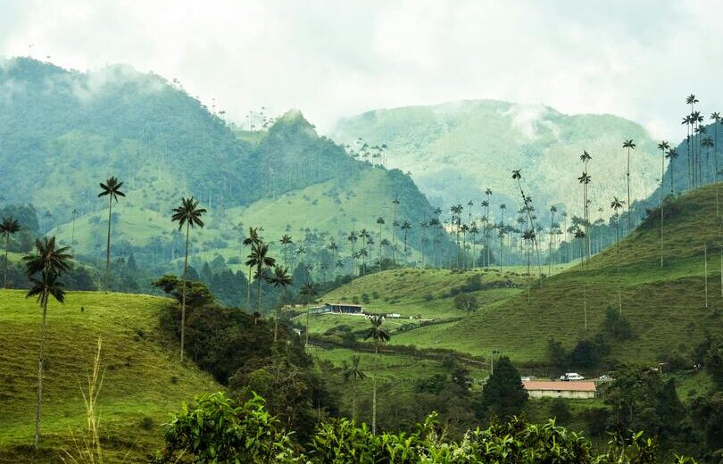 Valle del Cocora - Quindio Colombia