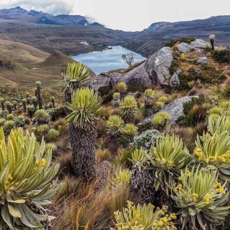 PARQUE NATURAL PURACE: FRAILEJONES
