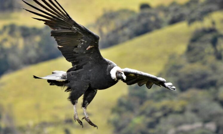 CONDOR NACIONAL